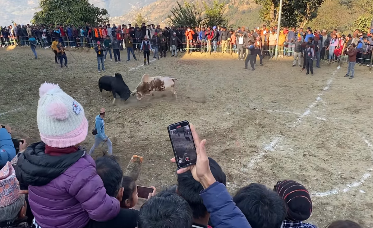 पञ्चकन्यासहित नुवाकोटमा ३७ हल गोरुको 'फाइट'